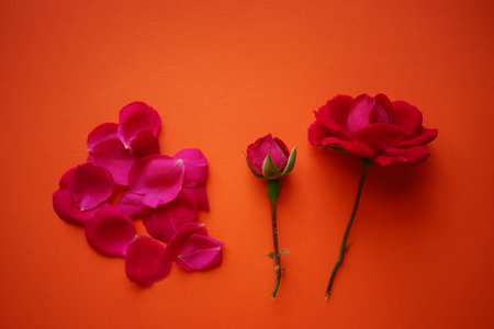 Petals and two pink rose flowers on the orange table, floral art card.の写真素材