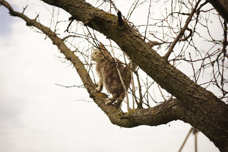 Cat walk on a bare tree. Portrait of an domestic cat in nature.の写真素材