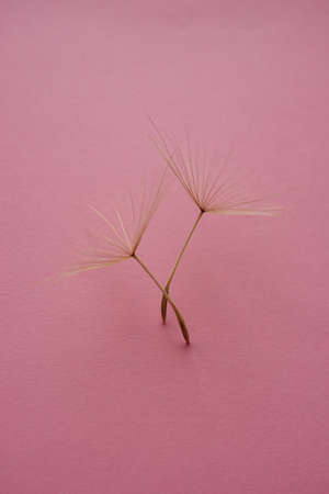 Two tender dandelion flower seeds on pink table.