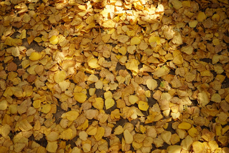 Floor background covered with golden birch leaves.
