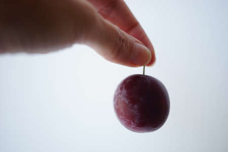 Ripe plum fruit in human fingers on white background.の写真素材