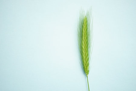 Summer botanical floral composition with green herb on pale blue table. art card. copyspace.の写真素材