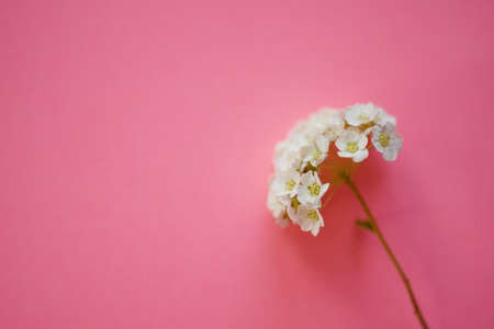 White chamomile on a vivid pink table, copy space.