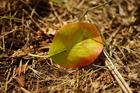 Autumnal green brown leaf on the ground in sunny garden.