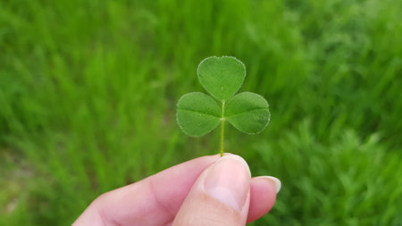 Clover in hand on a background of green grass.の写真素材