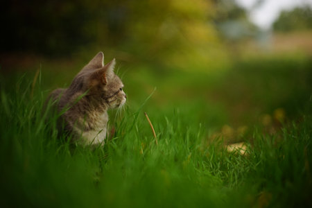 A gray cat is resting in the autumn garden.の写真素材