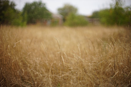 Autumn landscape with dry grass in rural garden.