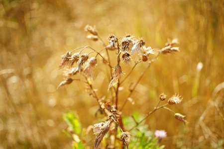 Dry flower with seeds grow in the autumn gardenの写真素材