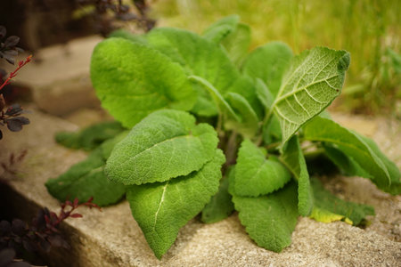 Green burdock bush growing in a summer garden.