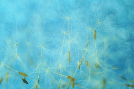 Heap of fluffy dandelion flower seeds on blue shiny background.