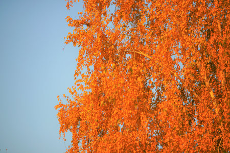 Birch tree with golden autumn leaves on blue sky background in sunny day