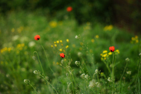 Red poppy flowers and wild pollen flowers grow in green fieldの写真素材