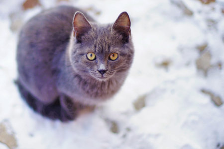 Young turtle gray kitten sits on a snowy pavement.の写真素材