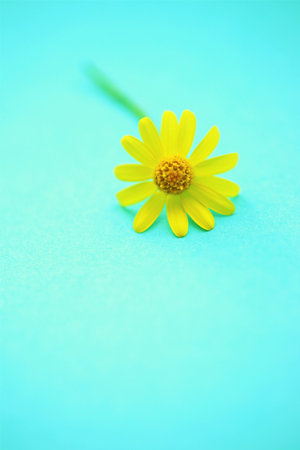 Small yellow fresh spring flower on a lovely marine table.の写真素材