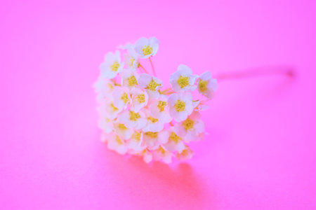 White chamomile on a vivid pink table, copy space.の写真素材