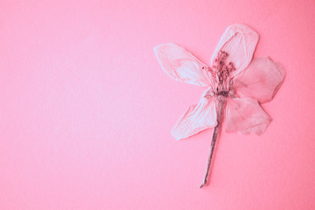 Herbarium flowers of an apple tree on a pink table.の写真素材