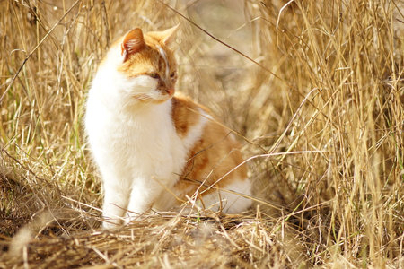 Ginger white cat sits in sunny dry grass.の写真素材