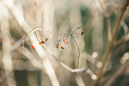 Hawthorn red berries on the branch in sunny gardenの写真素材