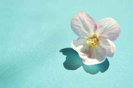 Apple tree white big flower on sunny blue table. art card. copyspace. happy floral backgroundの写真素材