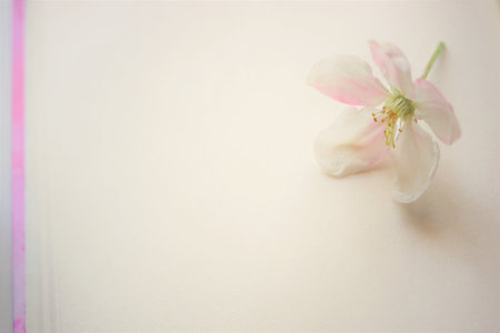 Floral art card. Beautiful white fresh flower of apple tree on creamy paperの写真素材
