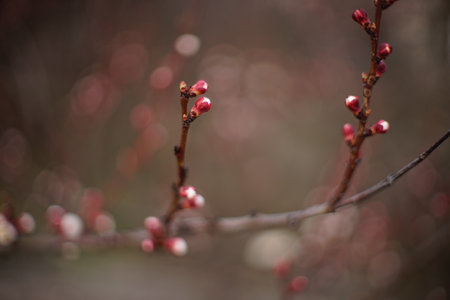 Beautiful fruit tree branch, apricot branches blossom.の写真素材