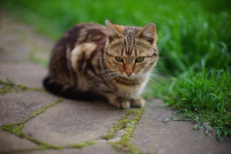 Tabby tiger cat rest in sring garden.の写真素材