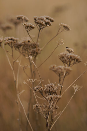 Dry yarrow plants growing in autumn fieldの写真素材