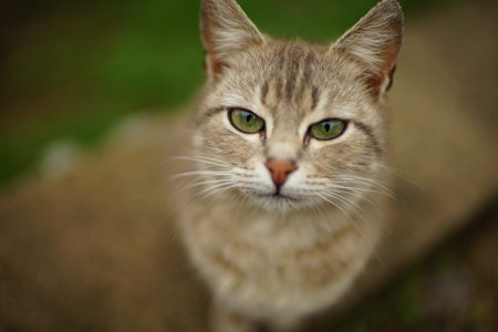Gray cat closeup portrait in spring garden.の写真素材