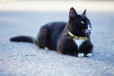 Black white cat resting on the asphalt road in summer.の写真素材