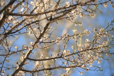 Amond tree branches with big white flowers in blue sky background