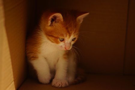 Lovely ginger kitten portrait in paper box.の写真素材