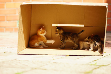 Family of cute little kittens playing in a cardboard box outdoorsの写真素材