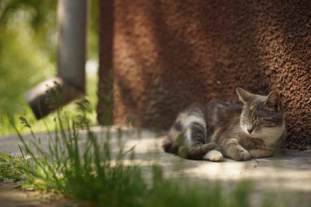 Cute cat is resting near the house on a spring dayの写真素材