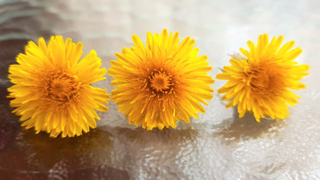 three yellow dandelion flowers on glass table.の写真素材