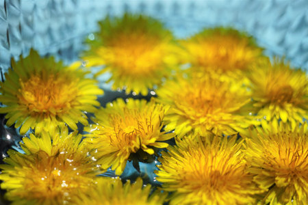 Closeup yellow dandelions flowers floating in a blue glass bowl of waterの写真素材