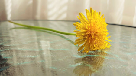 one yellow dandelion flower on glass table.の写真素材