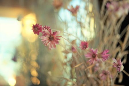 Immortelle dry flowers in a vase on a sunny windowsillの写真素材