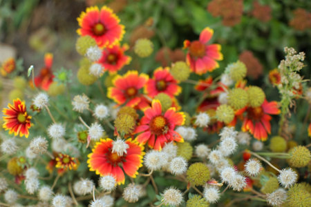 orange flowers gaillardia grow in autumn garden.の写真素材