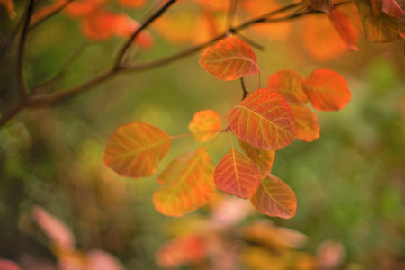 Amazing colorful leaves on a tree branch in a magical autumn forest. Art cardの写真素材