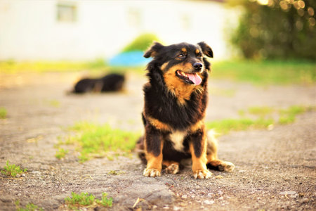 tricolor dog sits in a summer yard with his tongue hanging out.の写真素材