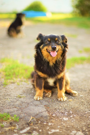 Happy smiling dog sitting in a summer backyard with his tongue hの写真素材