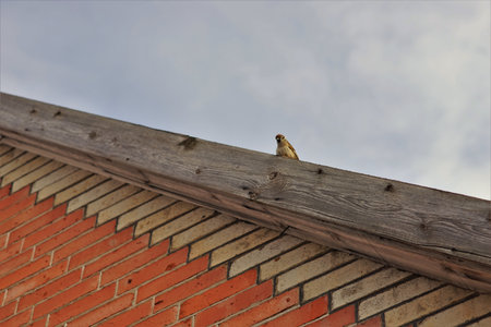 One sparrow bird sits on the roof of a house in cloudy gray sky background.の写真素材