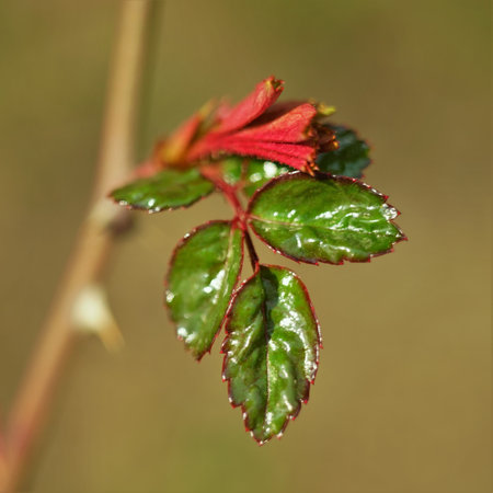 Shiny new green leaves of rose flower grow in the garden closeup.の写真素材