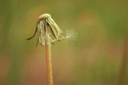 Empty dandelion flower growing in a spring garden.の写真素材