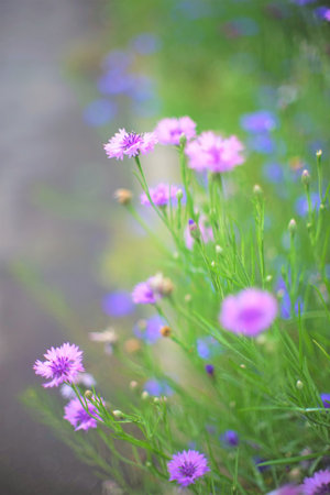Cornflower blue flowers grow in the summer gardenの写真素材
