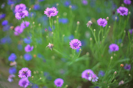 Purple cornflowers grow in the summer garden, closeupの写真素材