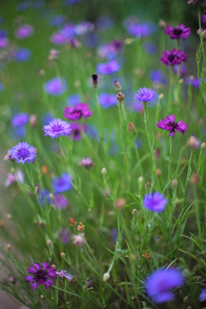 Cornflower purple and violet flowers grow in the summer gardenの写真素材