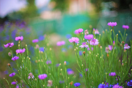 Cornflower lilac flowers grow in the evening gardenの写真素材