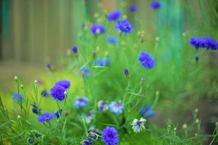 Small blue flowers grow in the summer garden. Cornflower in natureの写真素材