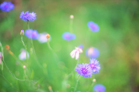 Cornflower blue flowers grow in the summer gardenの写真素材